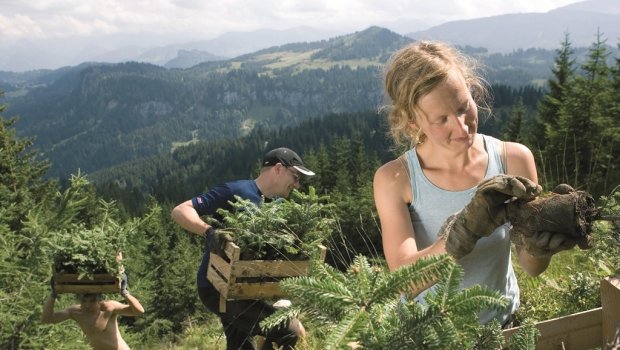 Alpenverein, Bergwaldprojekt Hlavní foto článku